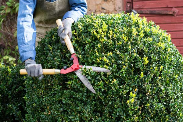 Trees Shrubs Services